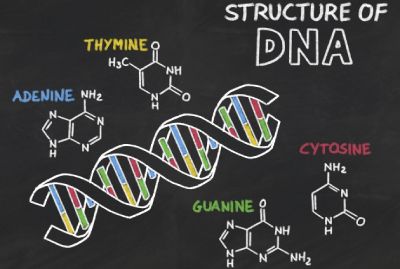 estructura ADN