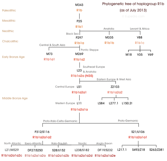 arbol filogenetico haplogrupo R1b
