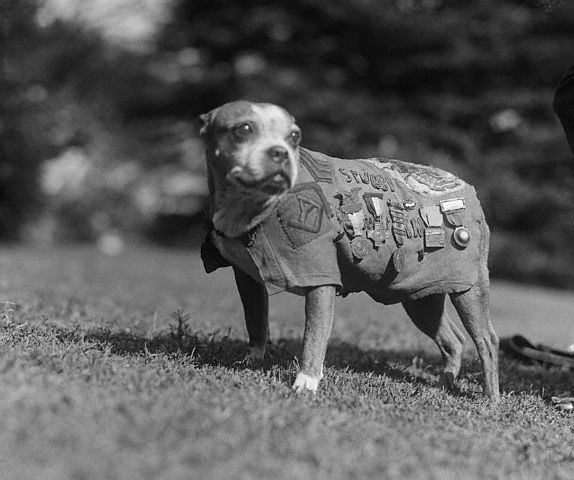 Sargento Stubby, un perró que luchó en la primera guerra mundial