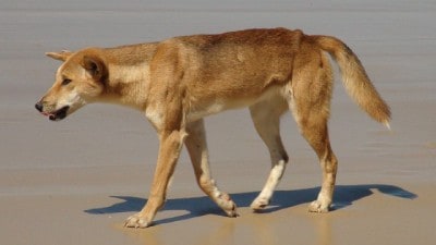 Fotografía de un dingo
