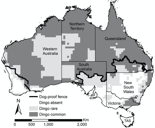 Mapa con las zonas con presencia de Dingos en Australia